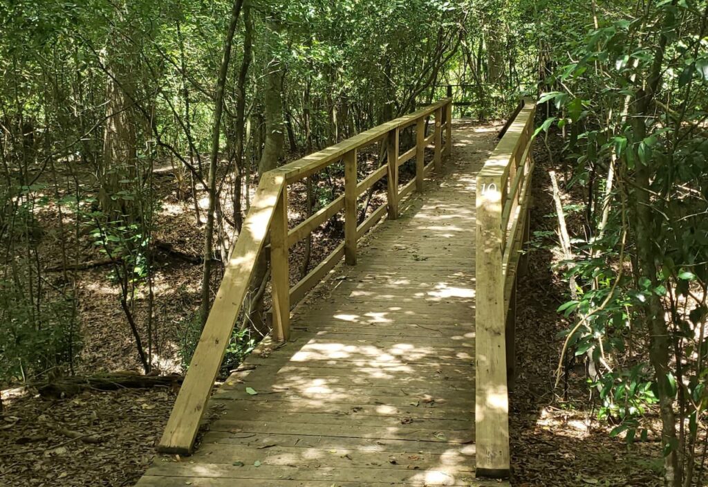 Image-For-Boardwalk-At-Houston-Adoubon-By-Tisols-Chiropractic