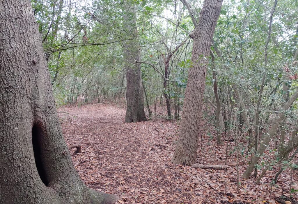 Image-For-Trails-At-Houston-Adoubon-Reserve-By-Tisols Chiropractic